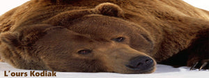 Tout Savoir Sur L'ours Kodiak