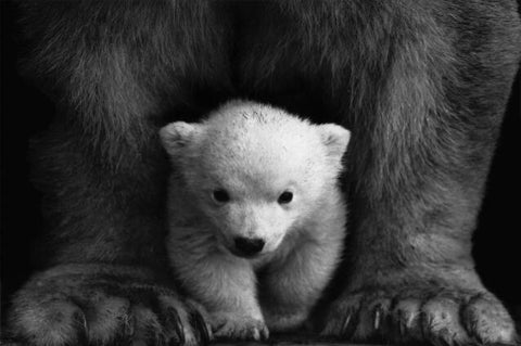 tableau ours polaire noir et blanc