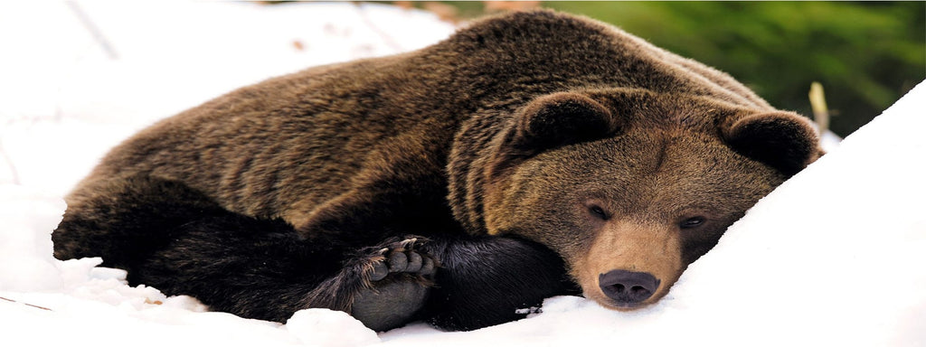 Hibernation de l'ours